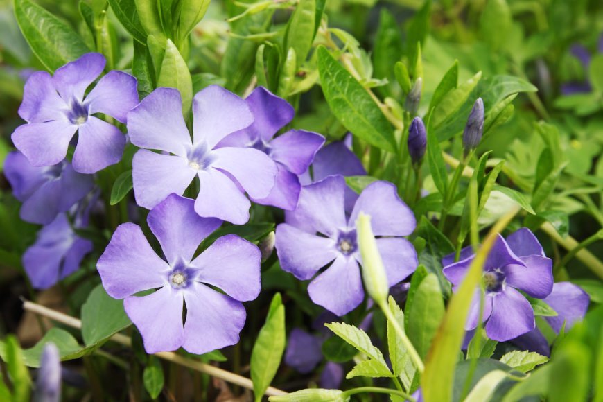 Periwinkle simplifies self-hosted social media using Bluesky’s AT Protocol